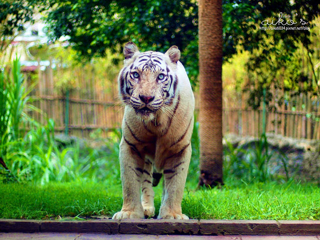 【遊峇里島】必訪景點～Bali Safari & Marine Park野生動物園、館內Uma自助午餐。