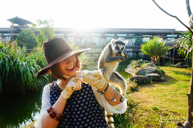 【新竹關西】六福莊生態渡假旅館：驚心動魄猛獸籠車、環尾狐猴互動體驗、羊駝餵食超有趣！