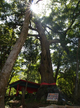 【新竹北埔】大林社區農莊美景～老頭擺＆登山步道＆洗衣坑＆二寮神木＆古步道！