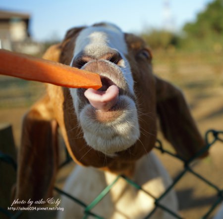 【新竹關西】六福莊生態度假旅館一泊二食三選一體驗～秘探野生動物園＆製作客家桔醬與烤艾草丸子。